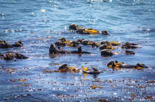 Sea Otters-3130.jpg Sea Otters-3130.jpg
